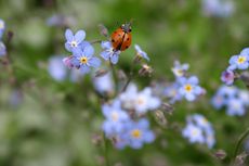 Marienkäfer-Valentin-1.jpg